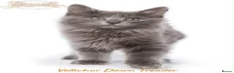 Kurilian Bobtail cats for sale: Stunning FIFe Registered Kurilian Bobtail kittens - Advert 3