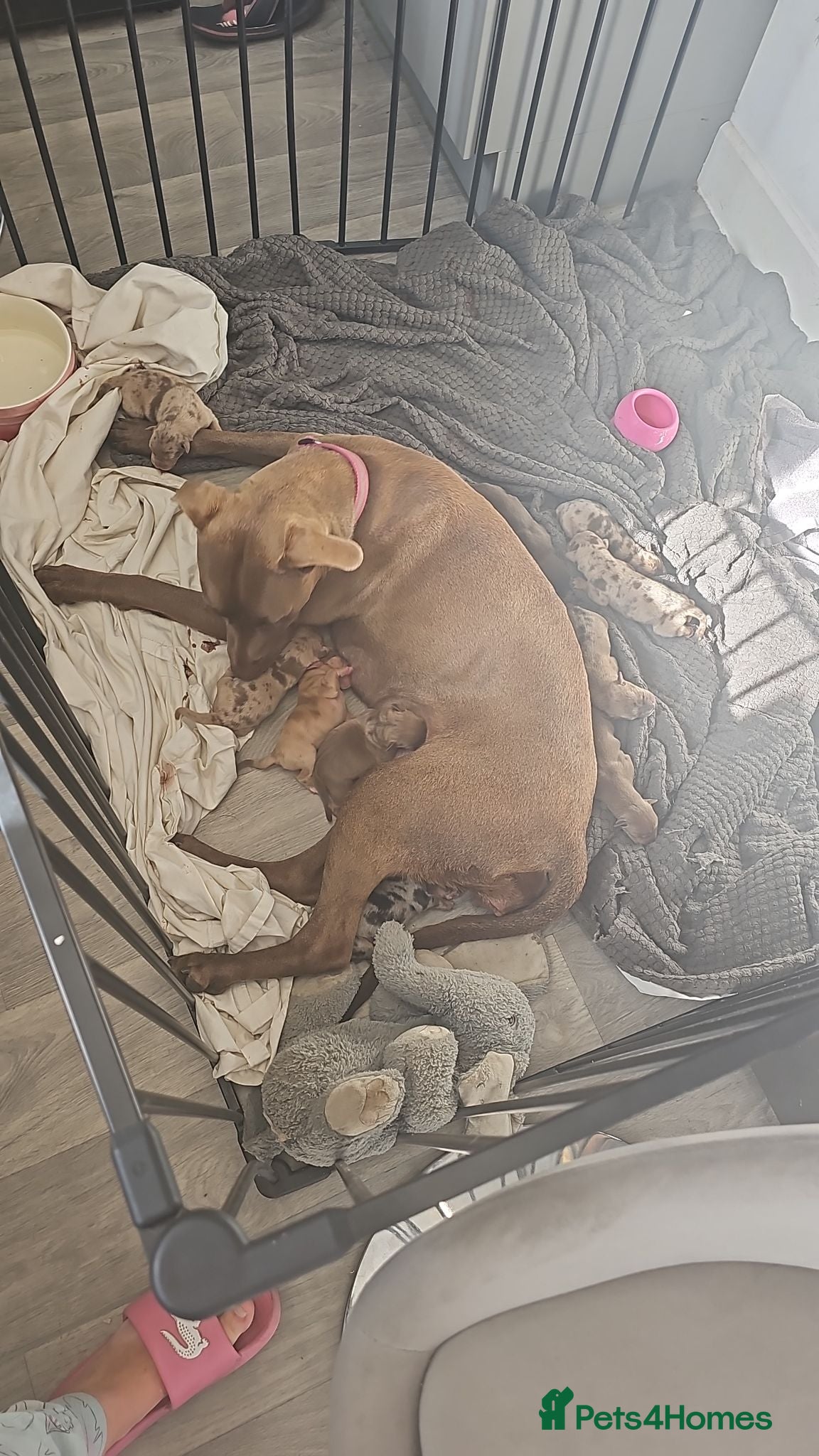 Mixed Breed dogs 8 mixed breed puppies  - Advert 5