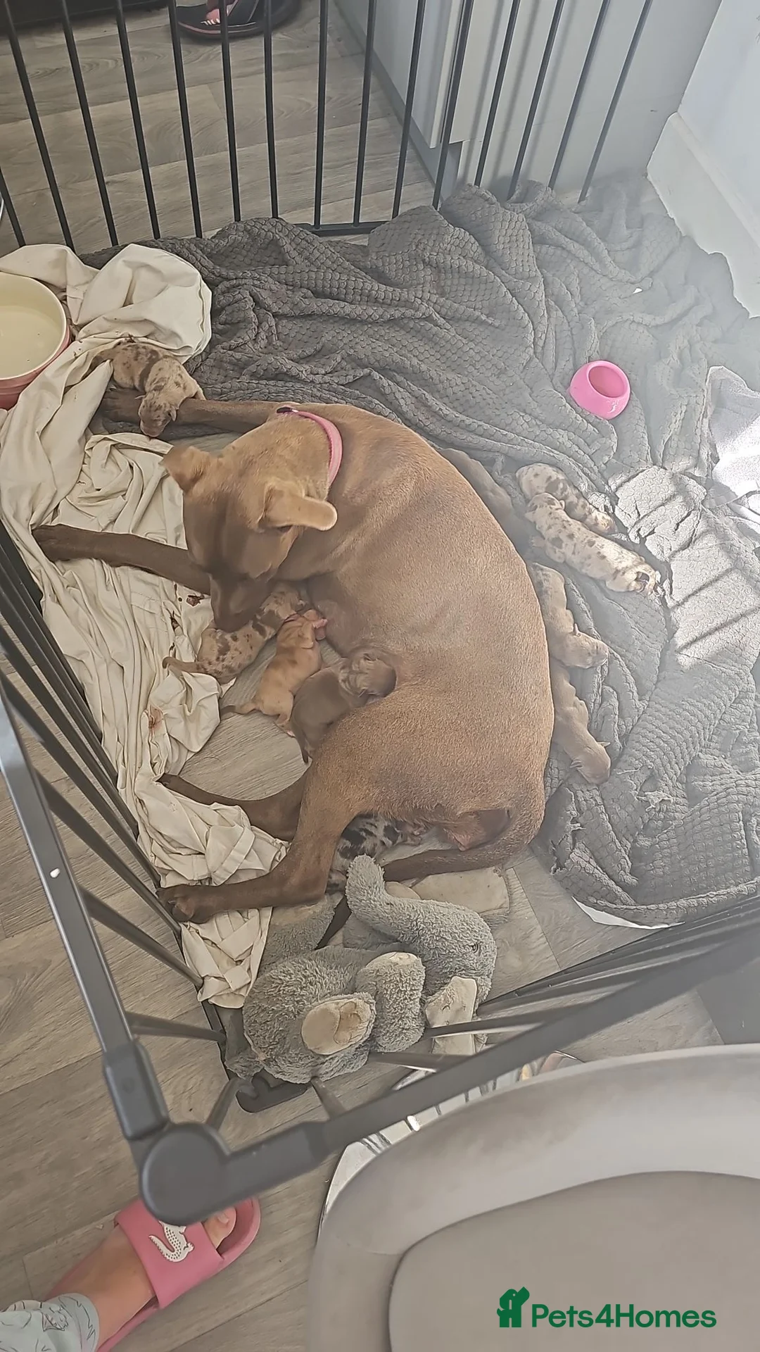 Mixed Breed dogs for sale: 8 mixed breed puppies  - Advert 1