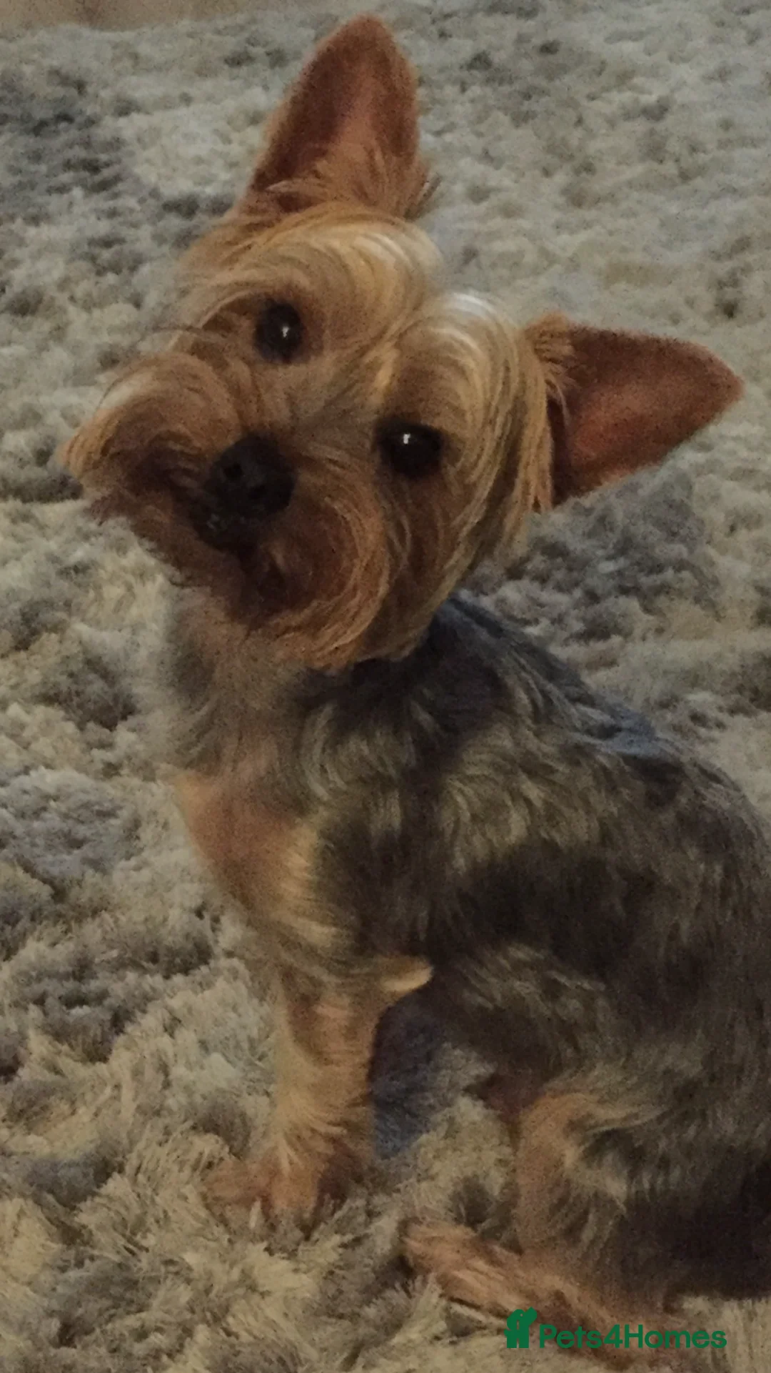 Yorkshire Terrier dogs for stud: Yorkshire terrier for stud in Sunderland - Advert 3