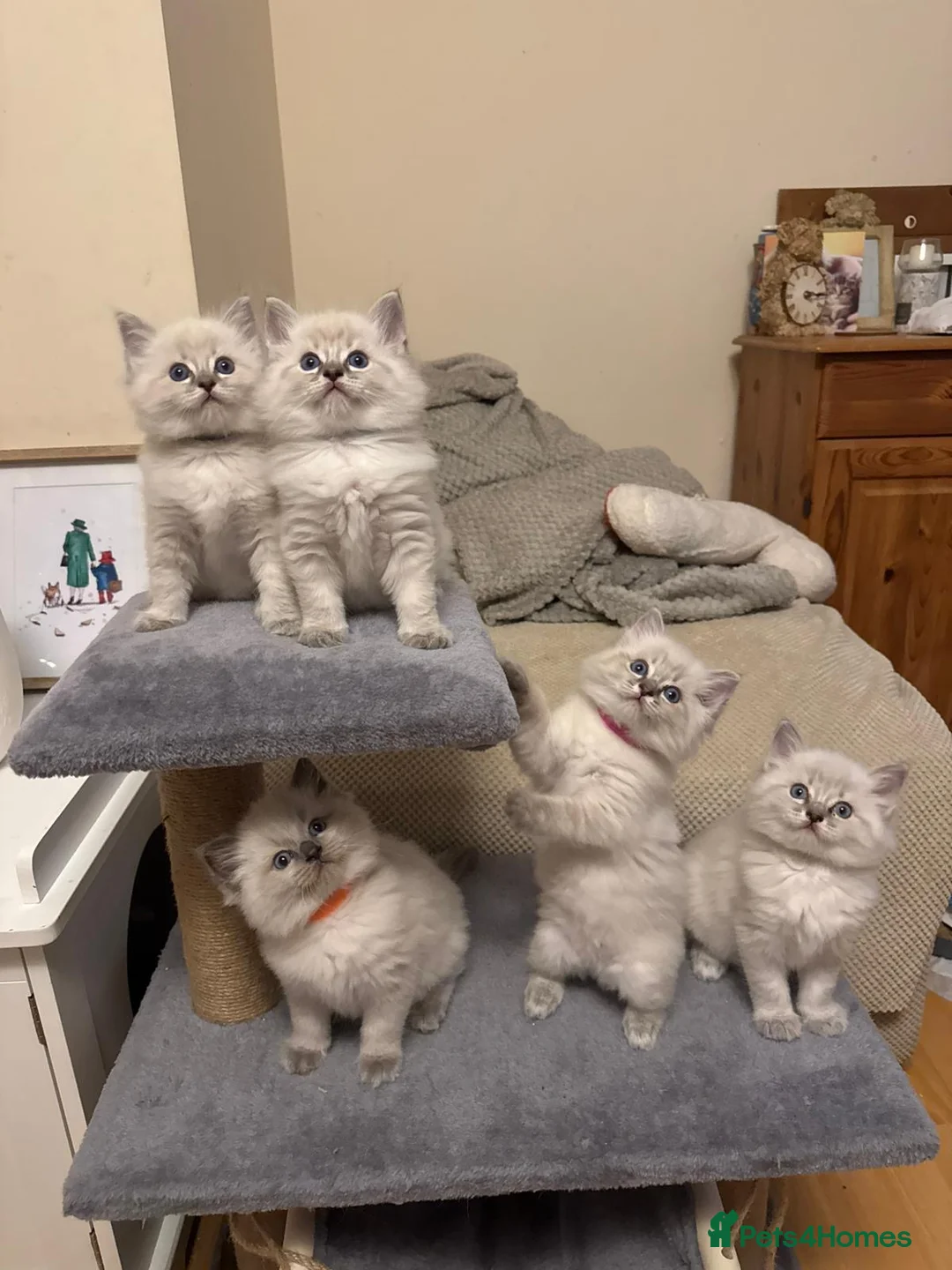 Ragdoll cats for stud: GCCF blue tabby stud Chocolate Carrier in Swindon - Advert 5