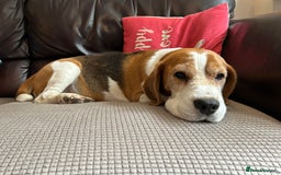Beagle dogs for stud: TOP PRODUCING STUD CRUFTS QUALIFIED, CHAMPION BRED in Birmingham - Image 22