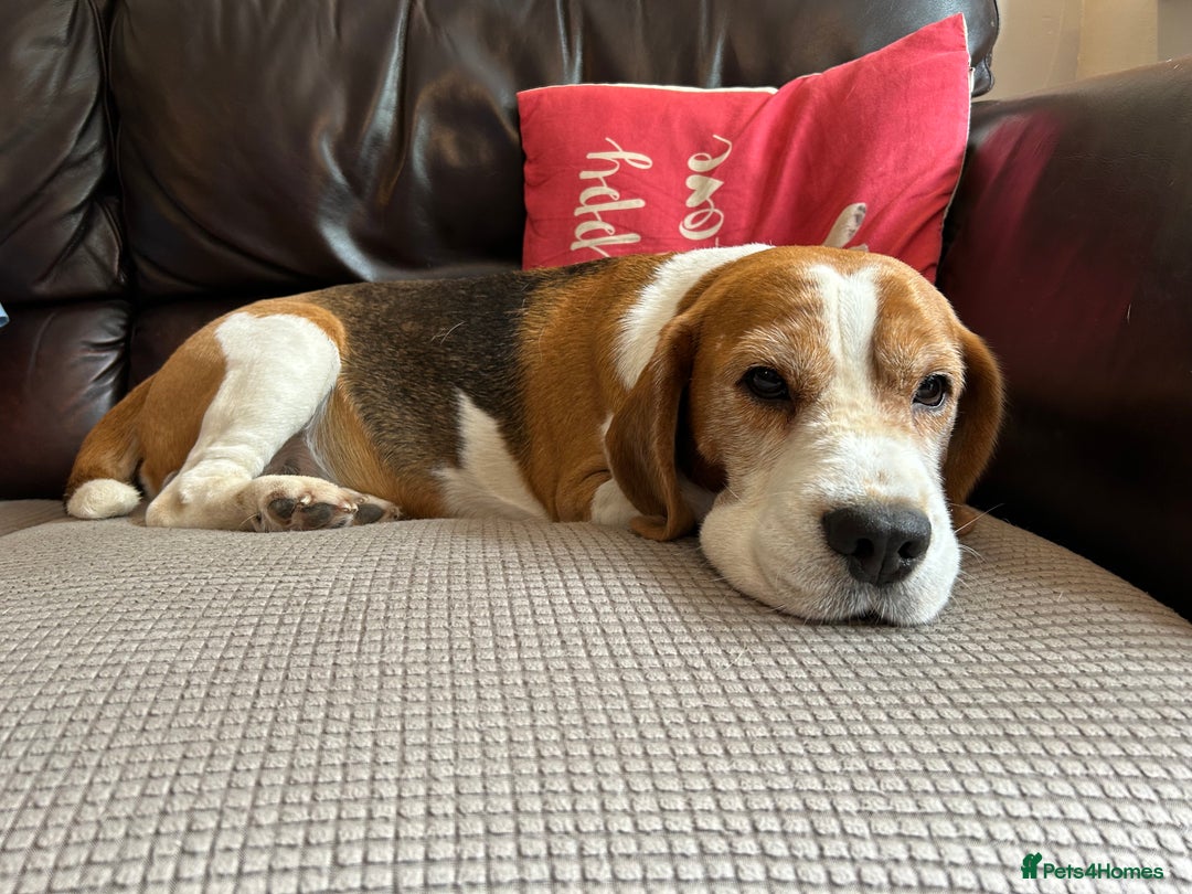 Beagle dogs for stud: TOP PRODUCING STUD CRUFTS QUALIFIED, CHAMPION BRED in Birmingham - Image 22