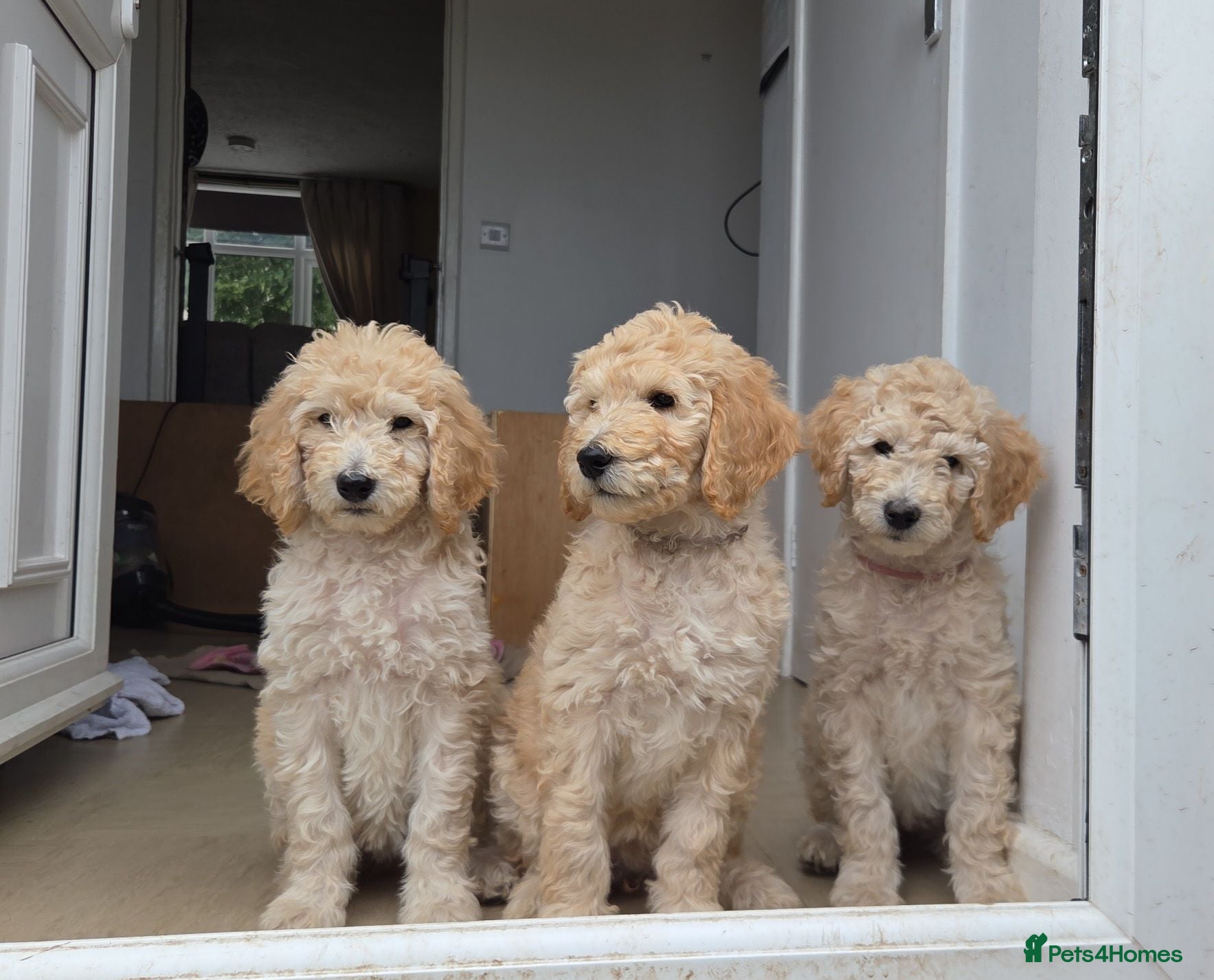 Labradoodle dogs Standard Multigeneration Labradoodle Backcross - Advert 11