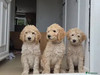 Labradoodle dogs Standard Multigeneration Labradoodle Backcross - Advert 11
