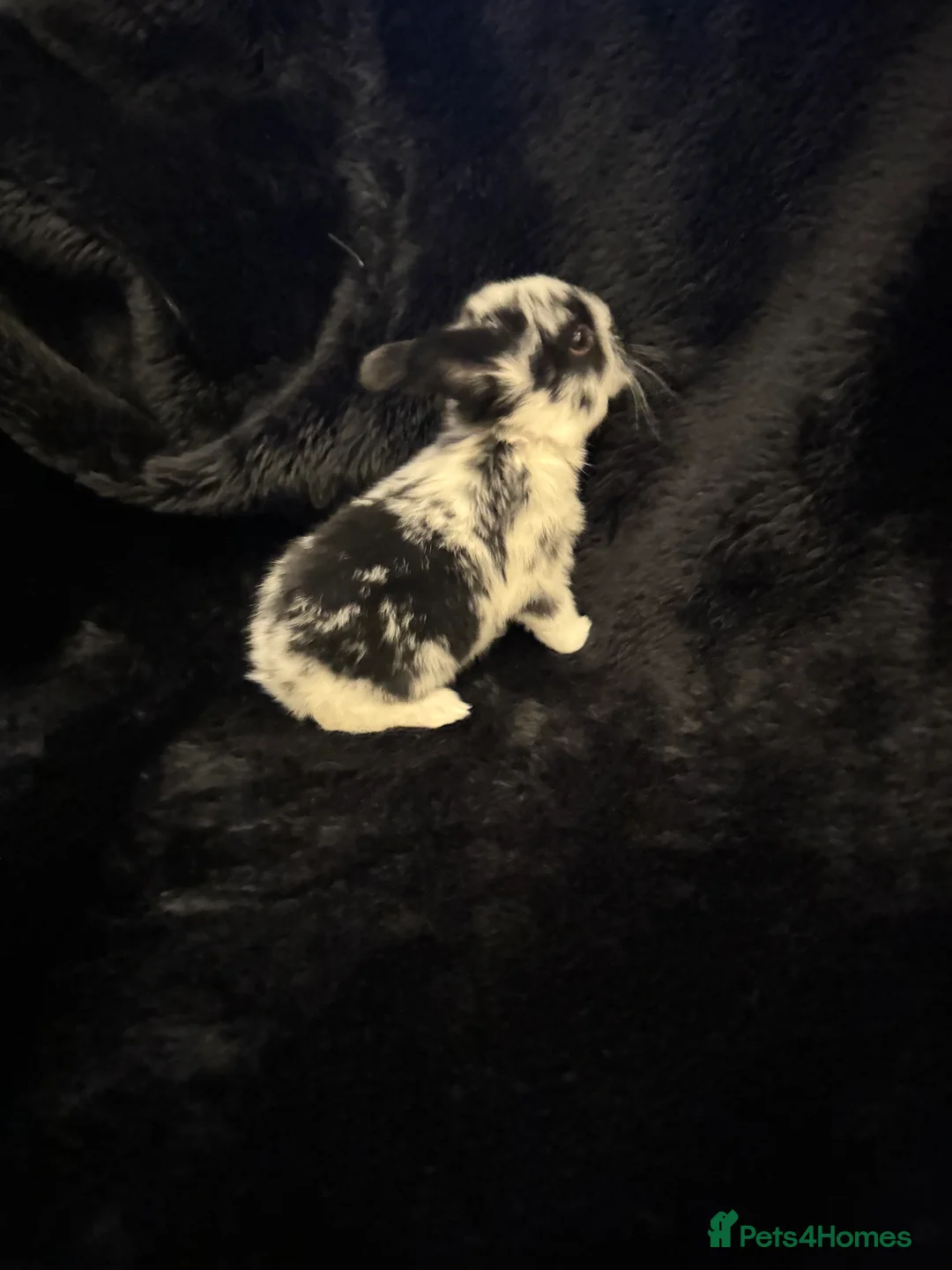 Mixed Breed rabbits for sale: 6 Adorable English Spot marking Lops - Advert 7