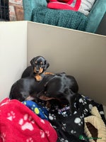 Miniature Dachshund dogs - Advert 8