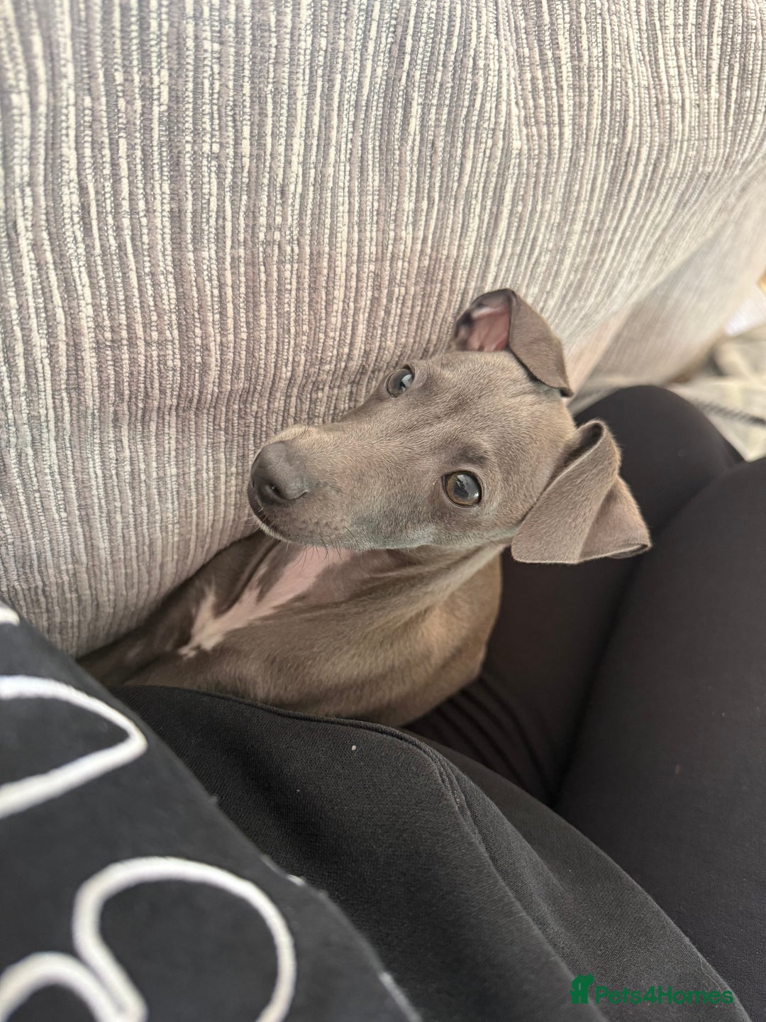 Italian Greyhound dogs for sale: In need of a new loving home🩵  - Advert 2