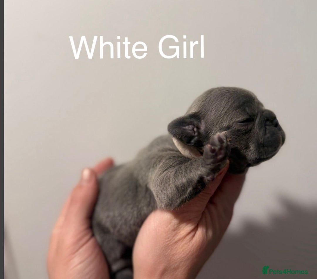 French Bulldog dogs for sale: 4 Beautiful Girl Frenchie's  - Image 20