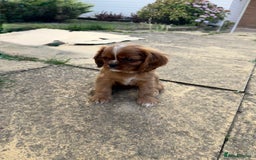 Cavalier King Charles Spaniel dogs for sale: Beautiful litter cavalier King Charles spaniels - Image 2