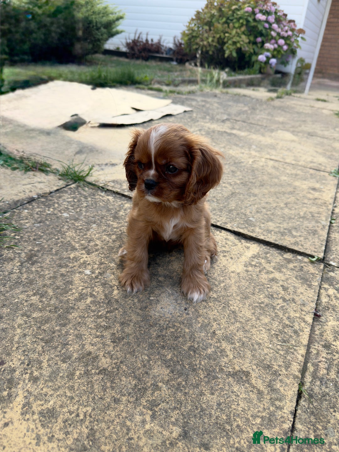 Cavalier King Charles Spaniel dogs for sale: Beautiful litter cavalier King Charles spaniels - Image 2