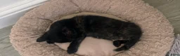 British Shorthair cats for sale: Female Kitten  in Darwen - Advert 8