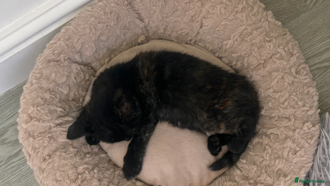 British Shorthair cats for sale: Female Kitten  in Darwen - Advert 8