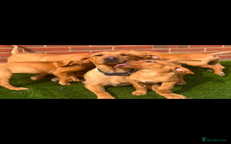 Labrador Retriever dogs for sale: Fox red Labrador puppies  - Image 1