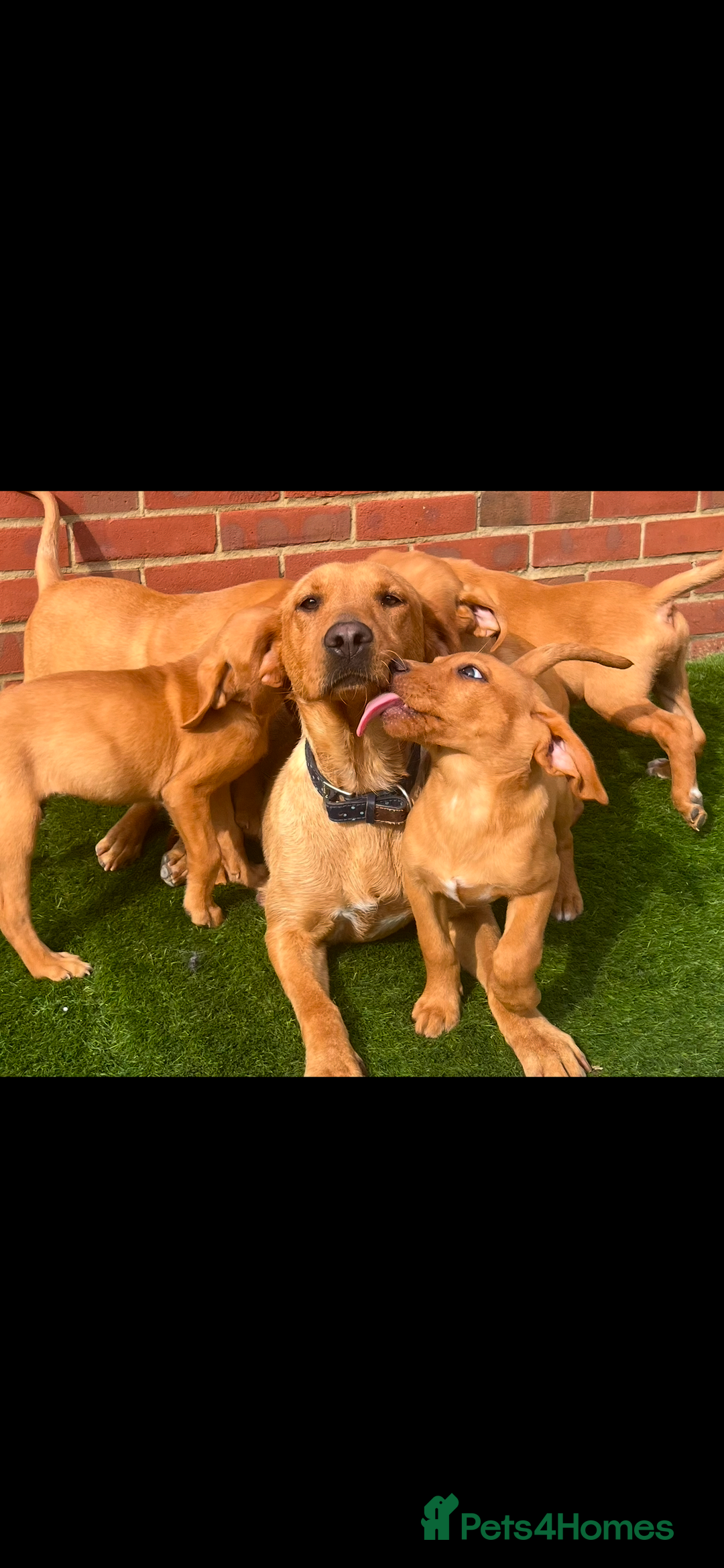 Labrador Retriever dogs for sale: Fox red Labrador puppies  - Image 1