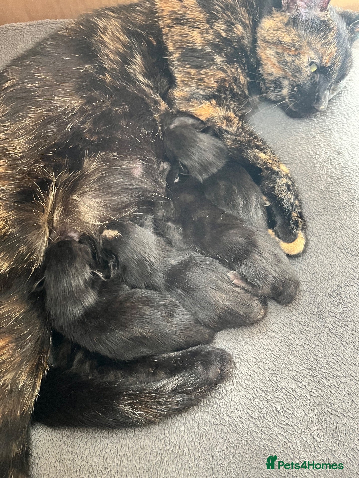 Mixed Breed cats 3 female and 1 male kittens  - Advert 8