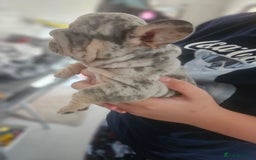 French Bulldog dogs for sale:  Beautiful french bulldog puppies for sale - Image 21
