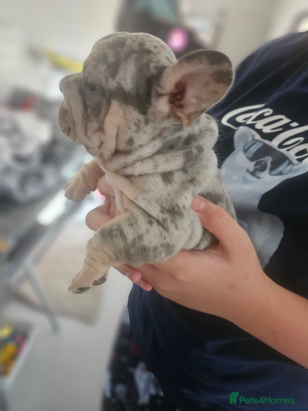 French Bulldog dogs for sale:  Beautiful french bulldog puppies for sale - Image 21