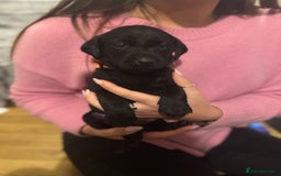 Labrador Retriever dogs for sale: Outstanding Litter of KC registered Labradors  - Image 28