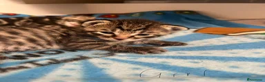 Mixed Breed Kitten 3