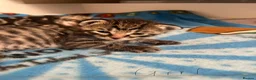 Mixed Breed cats for sale: Mixed bengal kittens  - Advert 4