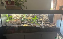 Frog reptiles for sale: Fish tank/reptile tank  - Image 4