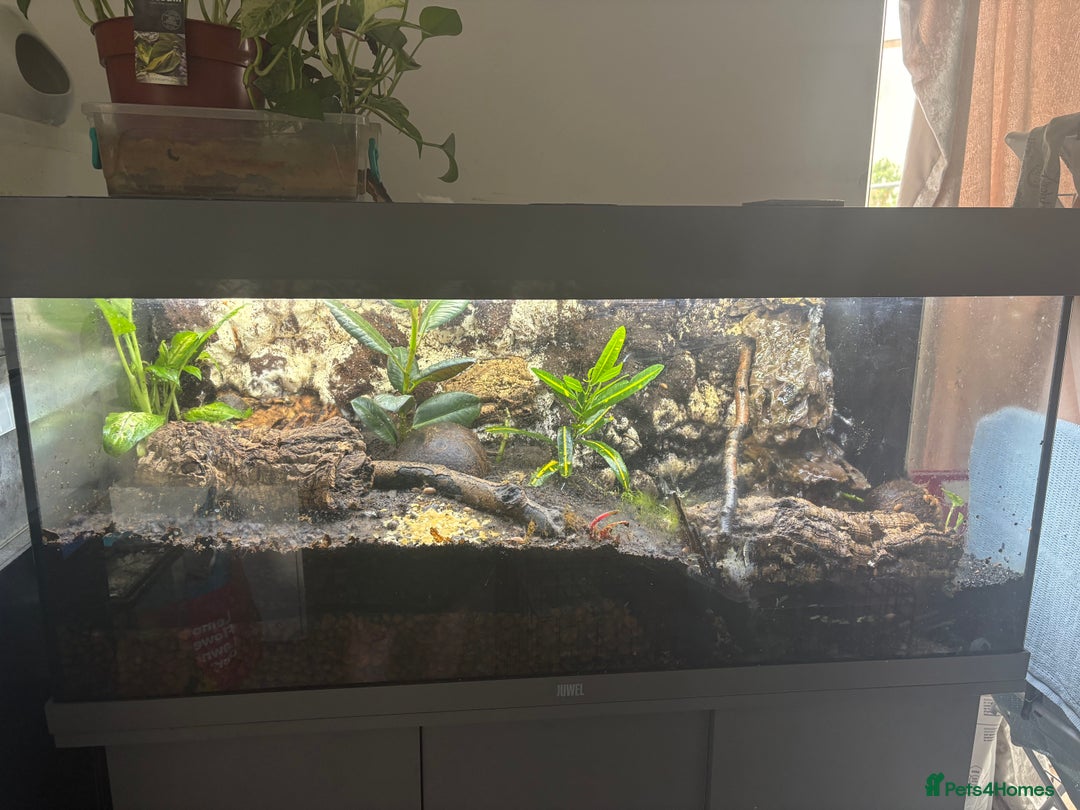 Frog reptiles for sale: Fish tank/reptile tank  - Image 4