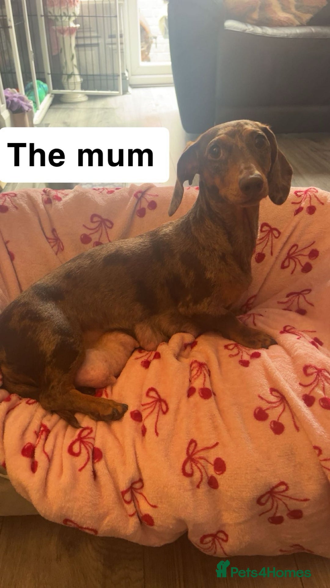 Dachshund dogs for sale: Dachshund puppies - Image 11