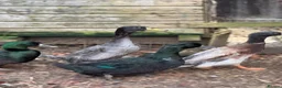 Ducks poultry for sale: FREE DUCKS. 1 FEMALE 2 MALE in Olney - Advert 4