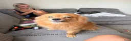Pomeranian dogs for sale: Loving Pomeranian looking for a new home - Advert 2