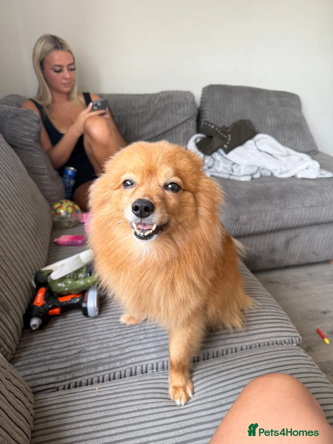 Pomeranian dogs for sale: Loving Pomeranian looking for a new home - Advert 2