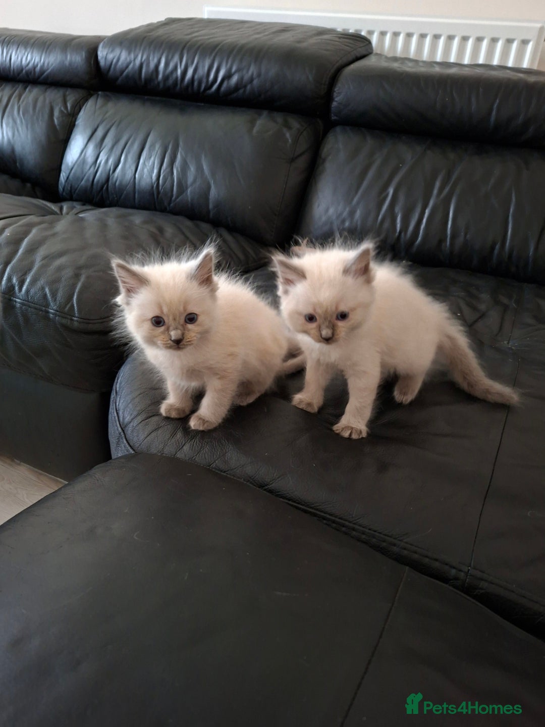Ragdoll cats for sale: Stunning Ragdoll kittens  - Image 21