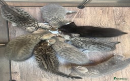 British Shorthair cats for sale: British blue / Scottish striaght kittens  - Image 14