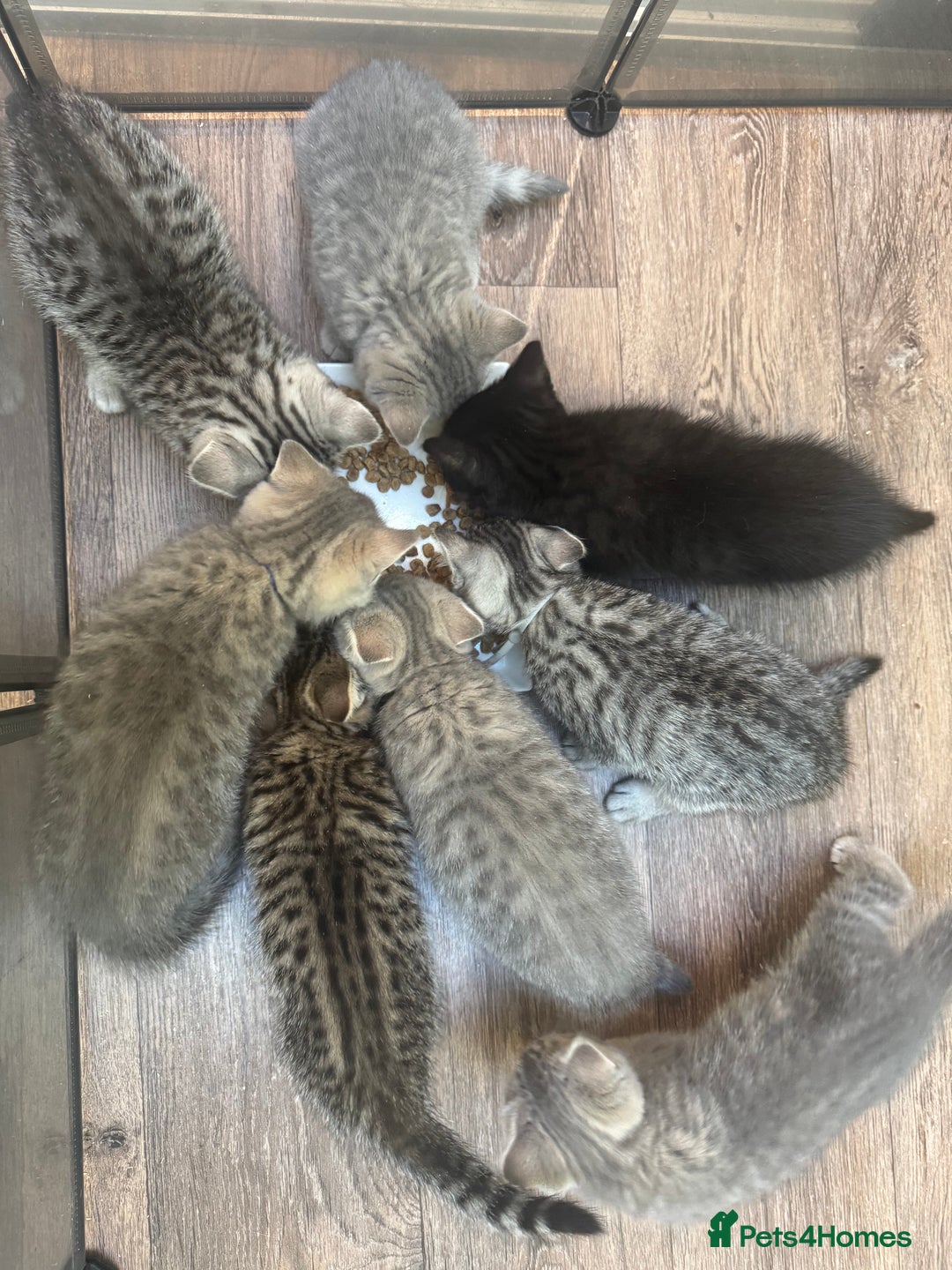 British Shorthair cats for sale: British blue / Scottish striaght kittens  - Image 14