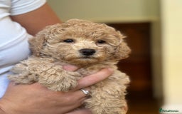 Poochon dogs for sale: 2 female poochon puppies - Image 5