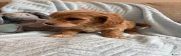 Cavapoo dogs for sale: Gorgeous F1B Cavapoo puppies - Advert 10
