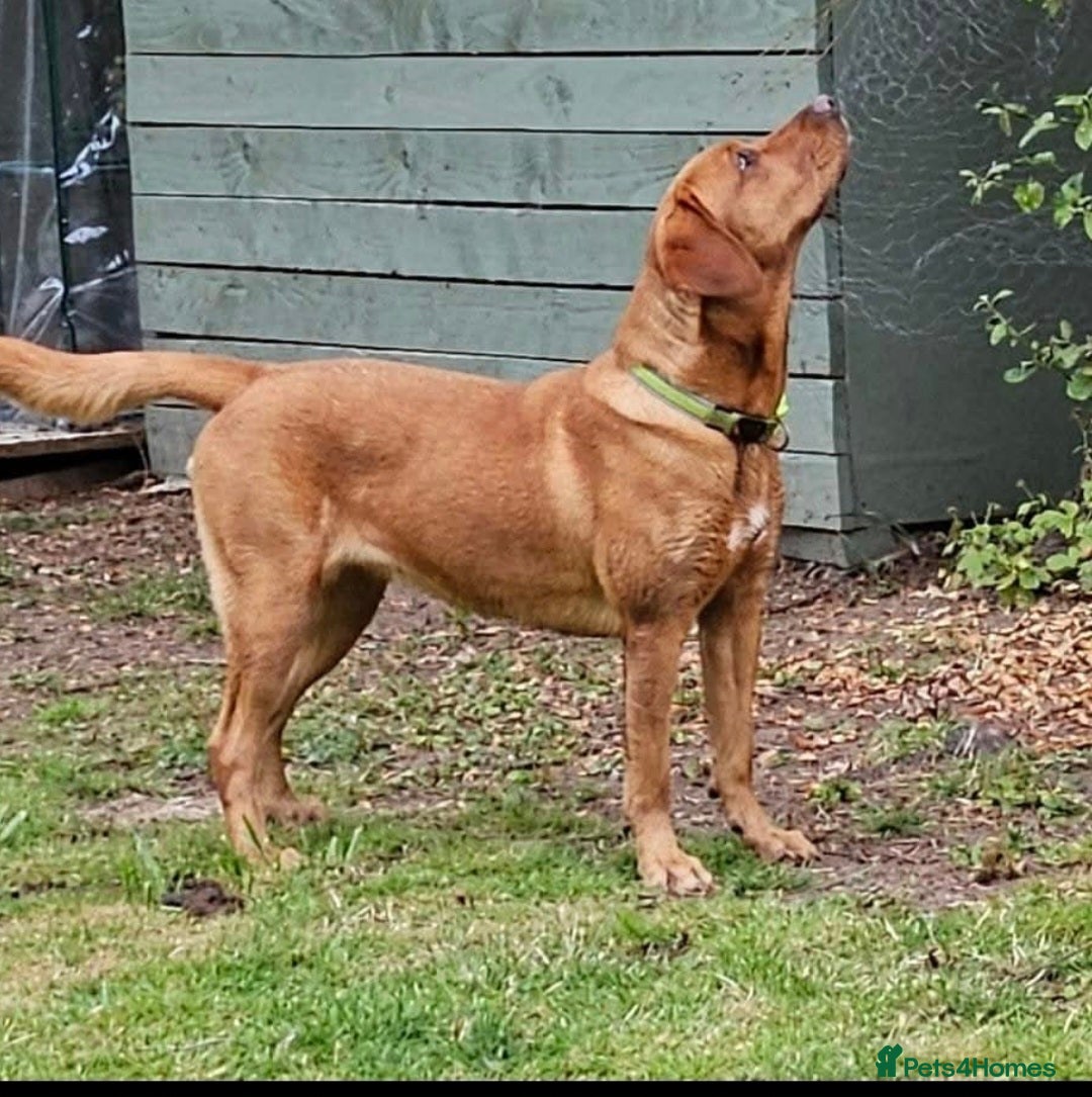 Labrador Retriever dogs for sale: Kc registered fox red puppies champion bloodlines  - Advert 6
