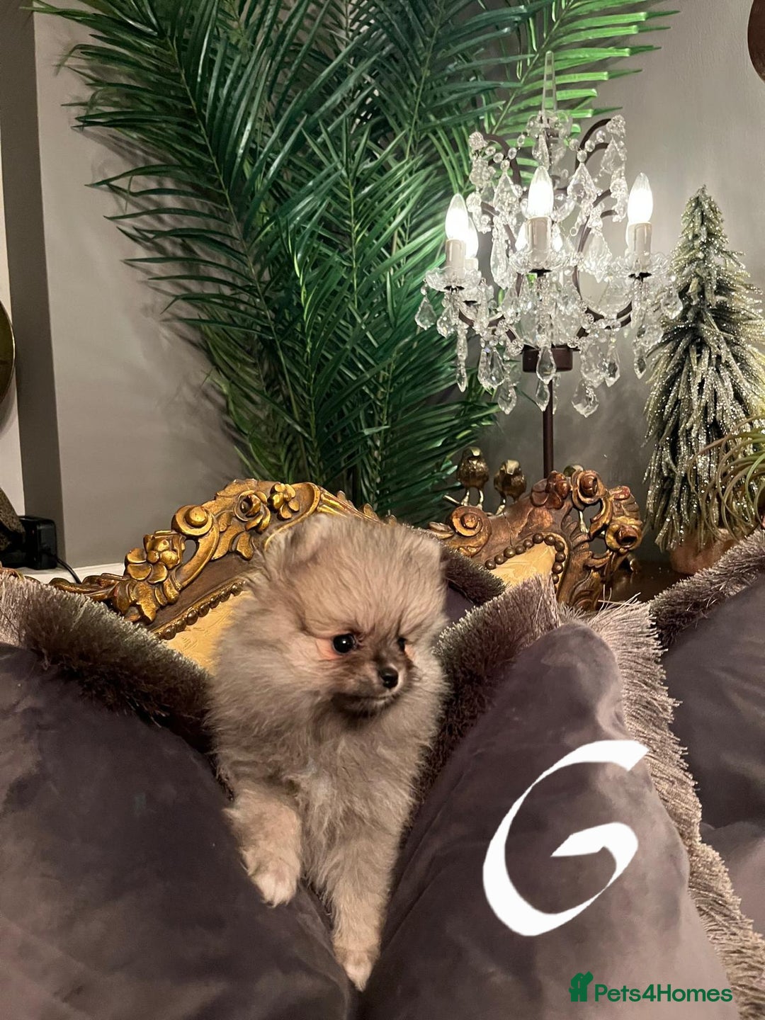 Pomeranian dogs for sale: K C registered beautiful Pomeranians - Advert 16