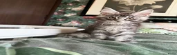 Maine Coon cats for sale: European Maine coon kittens - Advert 1