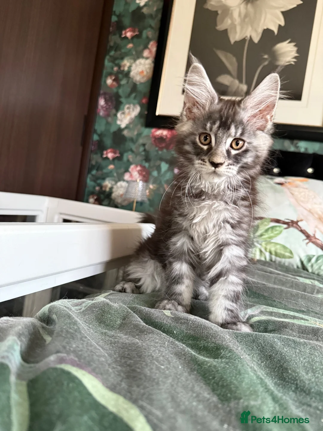 Maine Coon cats for sale: European Maine coon kittens - Advert 1