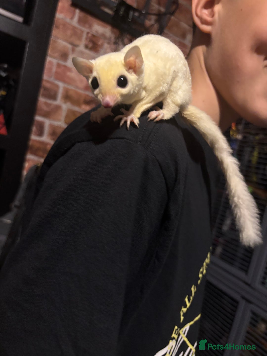 Sugar Glider rodents for sale: Twin sugar gliders - Image 10