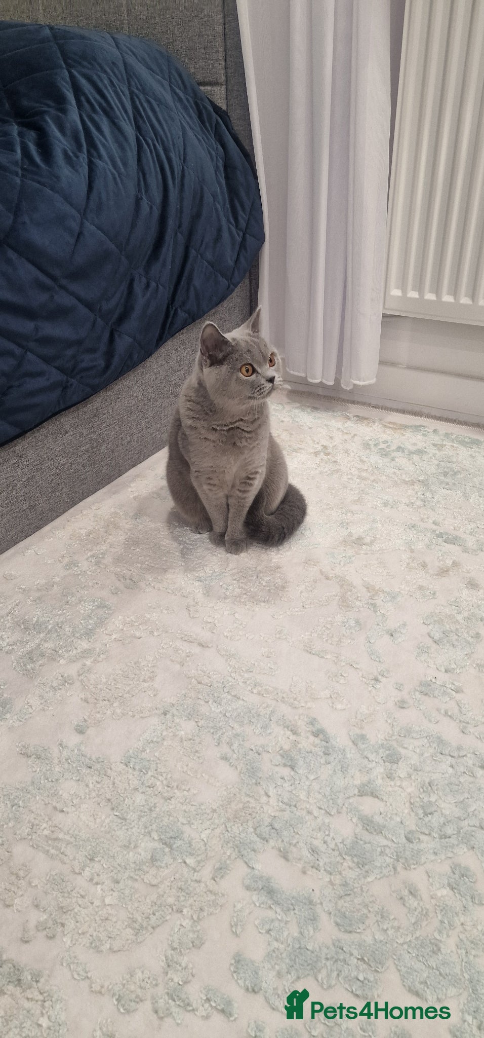 British Shorthair cats ❤️ Amasing girl❤️  - Advert 2