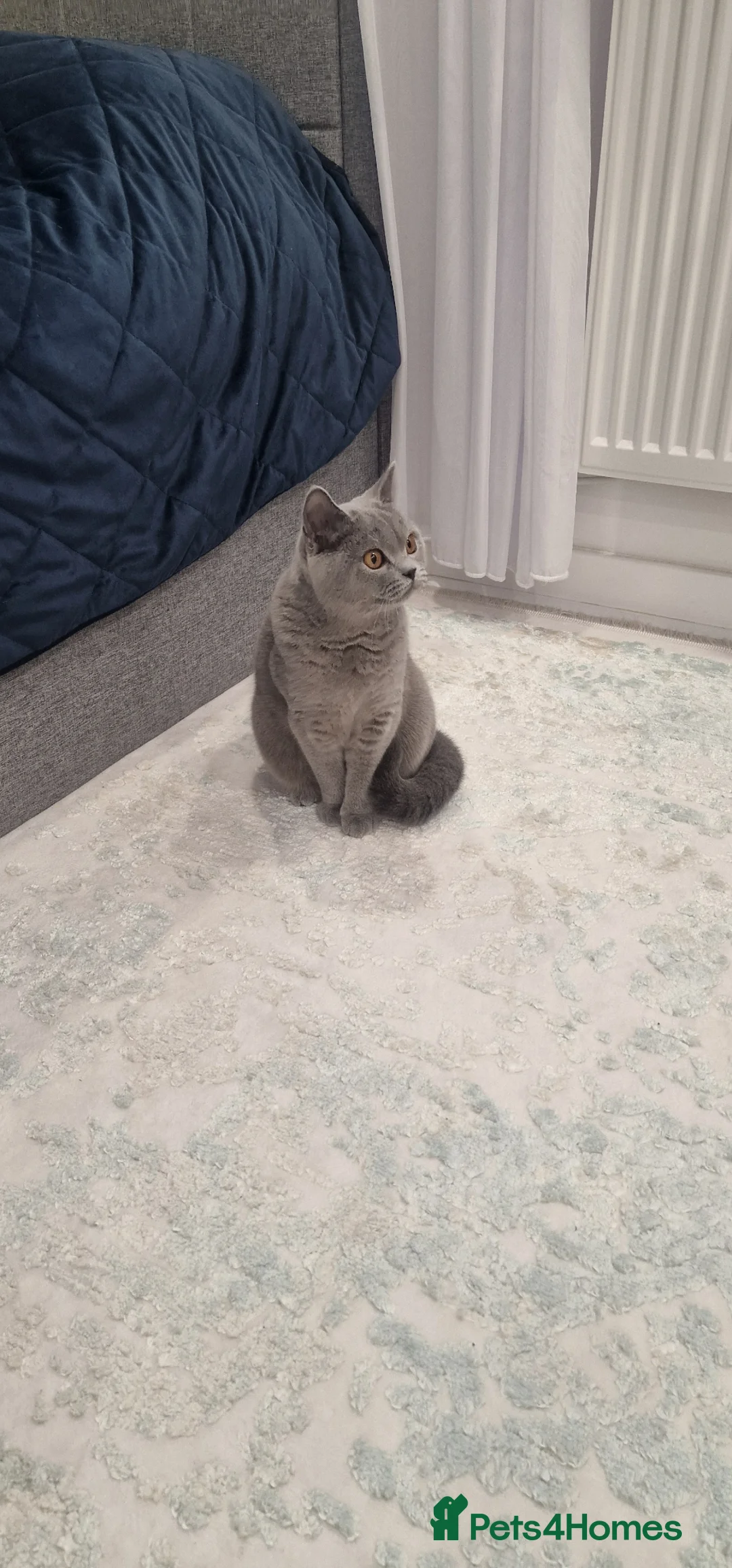 British Shorthair cats for sale: ❤️ Amasing girl❤️  - Advert 1