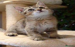 Scottish Fold cats for sale: Ready TICA reg stunning kittens available  - Image 14
