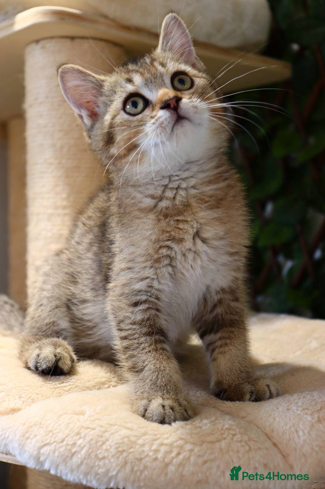 Scottish Fold cats for sale: Ready TICA reg stunning kittens available  - Image 14