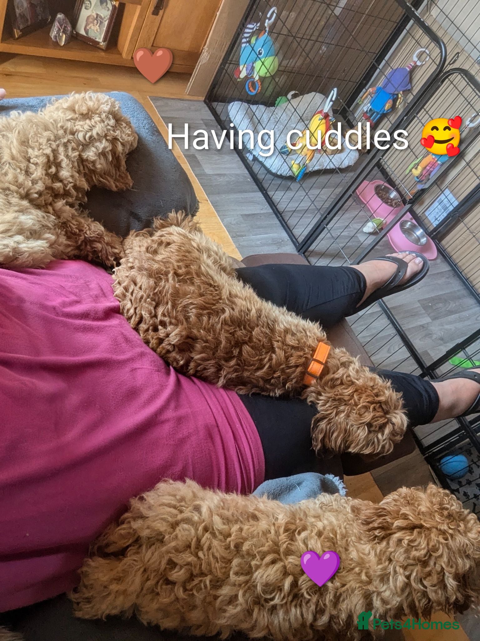 Cavapoo dogs Toy/Small Cavapoo Puppies – Ready 🐾 4💙 2🩷 - Advert 17
