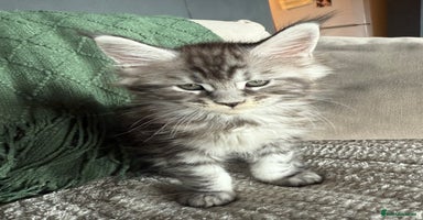 Maine Coon cats - Advert 13