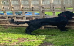 Mixed Breed dogs for sale: Sprocker spaniel cross - Image 4