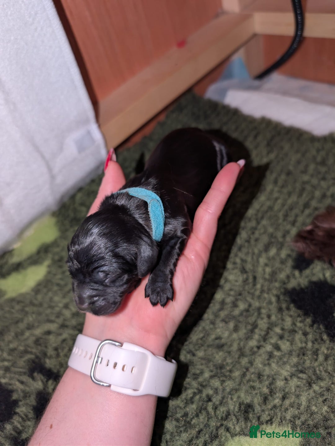 Sproodle dogs for sale: Sproodle f1b puppies - Advert 6