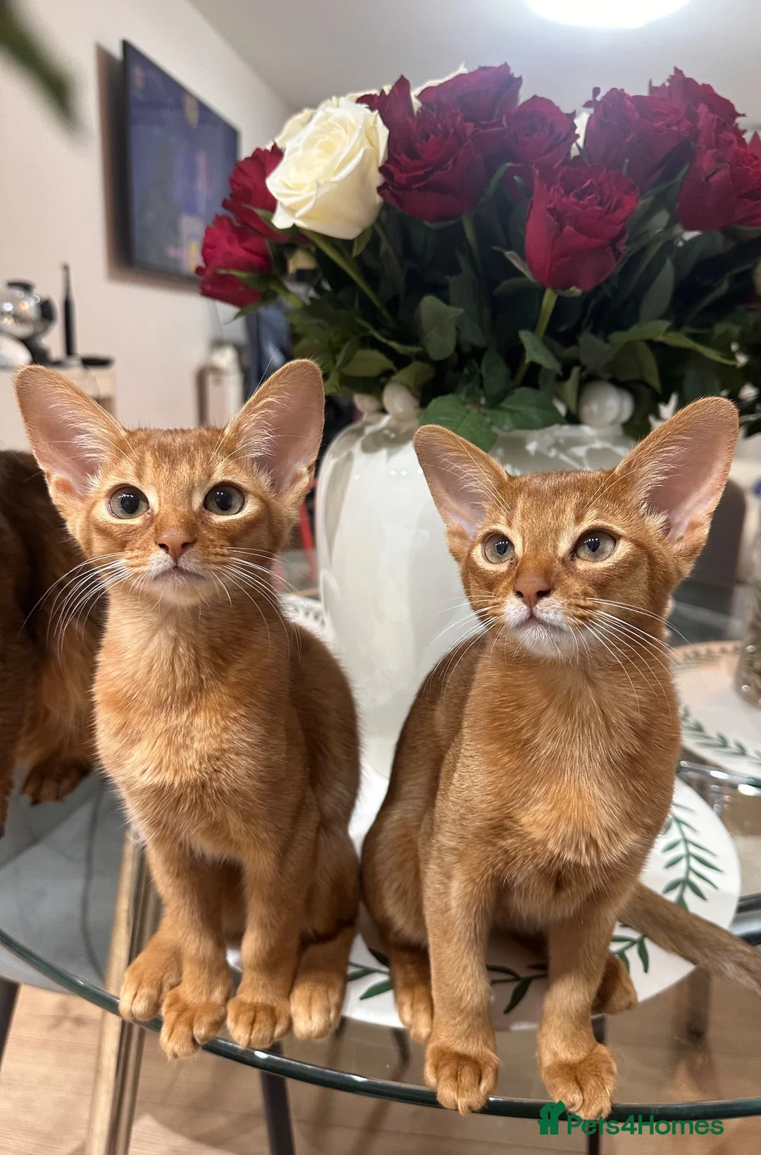 Abyssinian cats for sale: 2 Beautiful Abyssinian girls 😍 - Advert 1